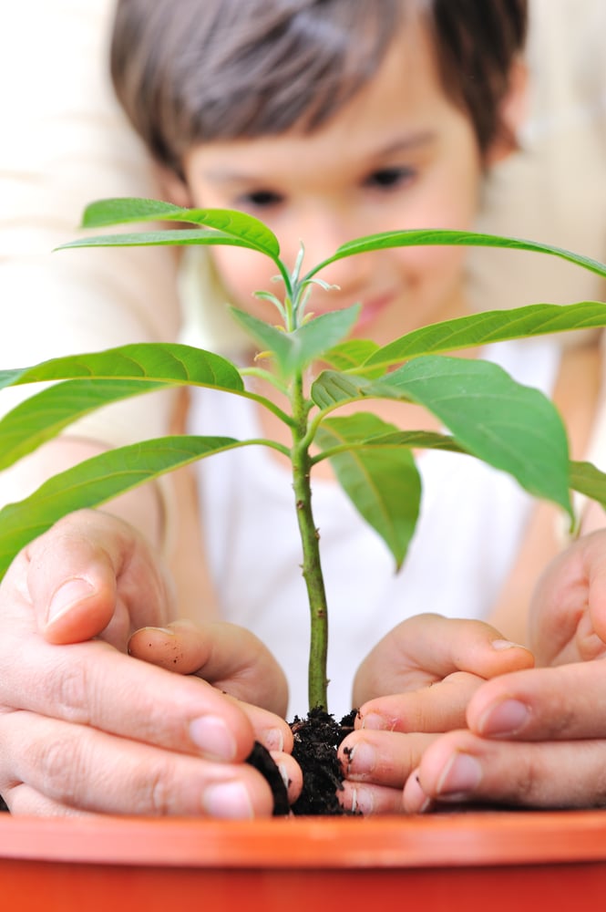 Father and son carefuly cultivating a plan