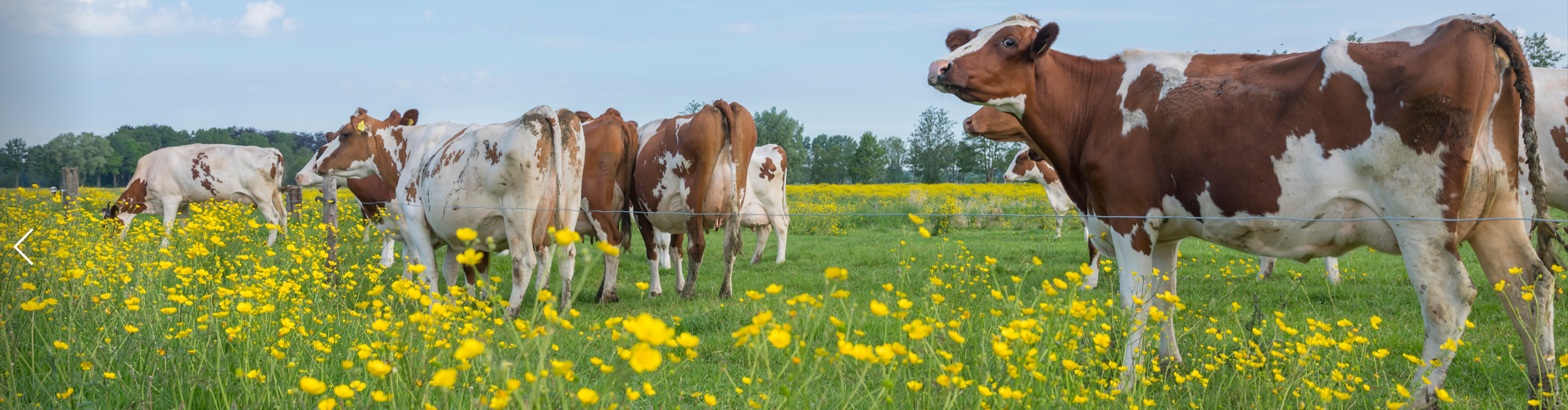Cows in field